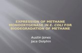 Expression of methane  monooxygenase  in  E. coli  for biodegradation of methane