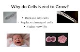 Why do Cells Need to Grow?
