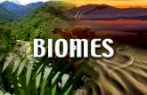 What is a Biome?