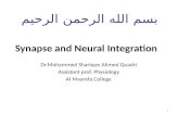 Synapse and  N eural Integration