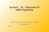 Lecture  16  –  Overview of sRNA  Signaling