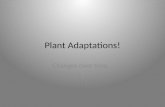 Plant Adaptations!