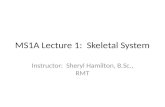 MS1A Lecture 1:  Skeletal System