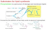 Substrates for lipid synthesis