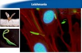 We  work with  the protozoan  parasite  Leishmania…