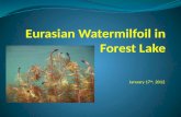 Eurasian Watermilfoil in Forest Lake