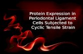 Protein Expression in  Periodontal  Ligament  Cells  Subjected to  Cyclic  Tensile Strain