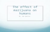 The effect of marijuana on humans