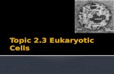 Topic 2.3 Eukaryotic Cells
