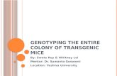 Genotyping the Entire Colony of Transgenic Mice