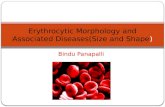 Erythrocytic Morphology and Associated Diseases(Size and Shape )