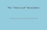 The “Olive Leaf” Revelation