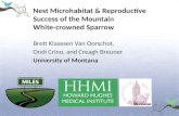 Nest Microhabitat & Reproductive  Success of the Mountain  White-crowned Sparrow