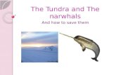 The Tundra and The narwhals