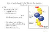 Role of Ionic Calcium (Ca 2+ ) in the Contraction Mechanism