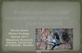 Forest structure and supranivean behavior of         pine squirrels