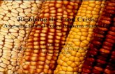 Resolving the Food Crisis: Assessing Global Policy Reforms Since 2007