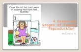 4 Essential Stages of Female Reproduction