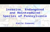 Invasive, Endangered and Reintroduced Species of Pennsylvania