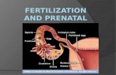 Fertilization and prenatal care
