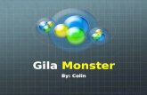 Gila  Monster