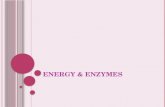 Energy & Enzymes