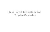 Kelp Forest  Ecosystem and  Trophic  Cascades