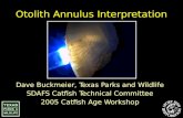 Otolith Annulus  Interpretation