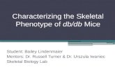 Characterizing the Skeletal Phenotype of  db/db  Mice