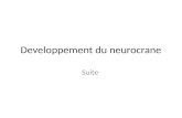 Developpement  du  neurocrane