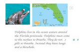Dolphins live in the ocean waters around  the Florida peninsula. Dolphins must come