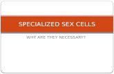 SPECIALIZED SEX CELLS