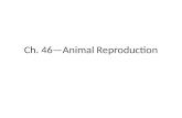 Ch. 46—Animal Reproduction