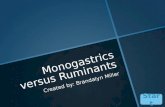 Monogastrics versus Ruminants