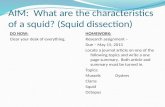 AIM:  What are the characteristics of a squid? (Squid dissection)