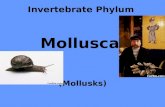 Invertebrate Phylum  Mollusca (Mollusks)