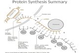 Protein Synthesis Summary