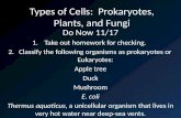 Types of Cells:  Prokaryotes, Plants, and Fungi