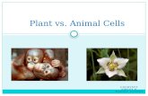 Plant vs. Animal Cells