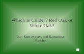 Which Is Colder? Red Oak or White Oak?