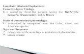 Lymphatic  Filariasis /Elephantiasis : Causative Agent/ Etiology