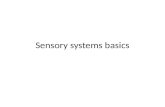 Sensory systems basics
