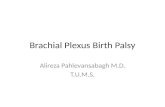 Brachial  Plexus  Birth Palsy