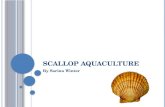 Scallop Aquaculture