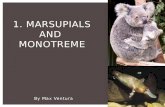 1.  Marsupials and  Monotreme