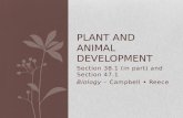 Plant and animal development