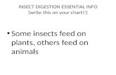 INSECT DIGESTION ESSENTIAL INFO (write this on your chart!!)