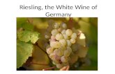 Riesling, the White  W ine of Germany