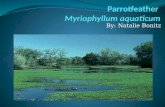 Parrotfeather Myriophyllum aquaticum
