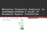 Mutation Frequency Analysis in  Arabidopsis thaliana:  A Study of Mismatch Repair Inhibition
